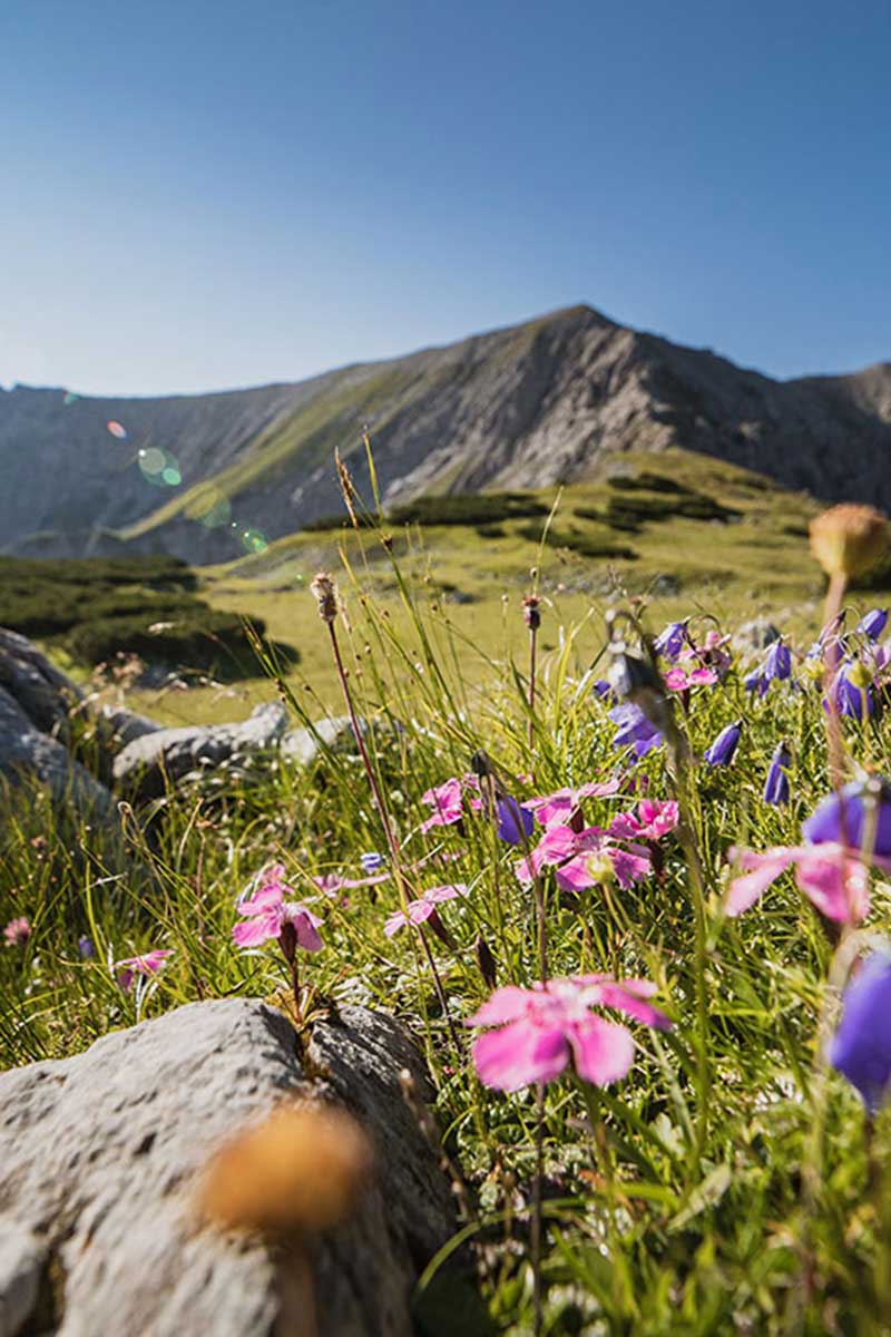 Bunte Alpenblumen blühen auf einer sonnigen Bergwiese im Sommerurlaub im TRIFORÊT alpin.resort in den Alpen.